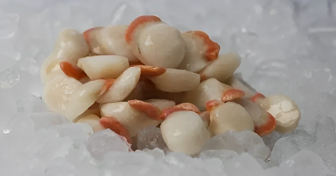 Fresh scallops on ice.