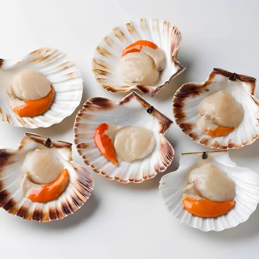 Six scallops in open seashells on display.