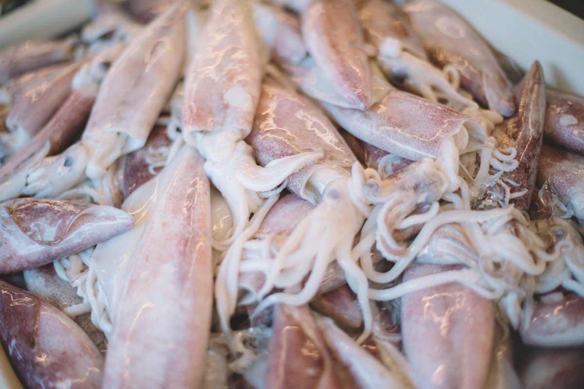 Fresh squid piled in a container.