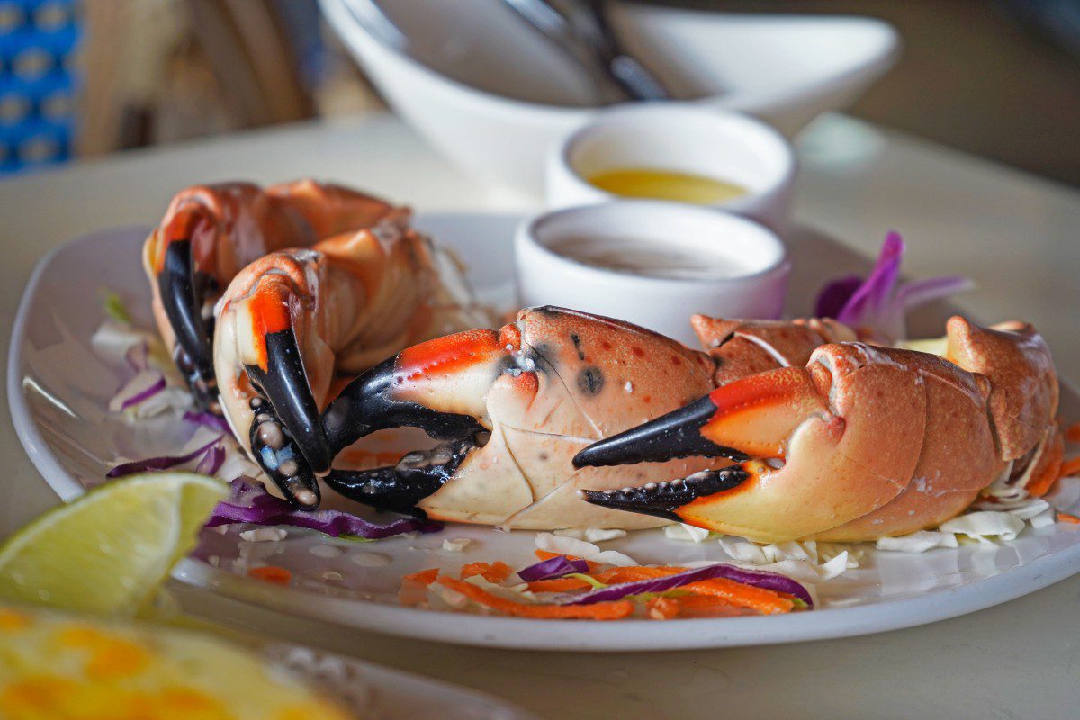 Stone crab claws served on a white plate.