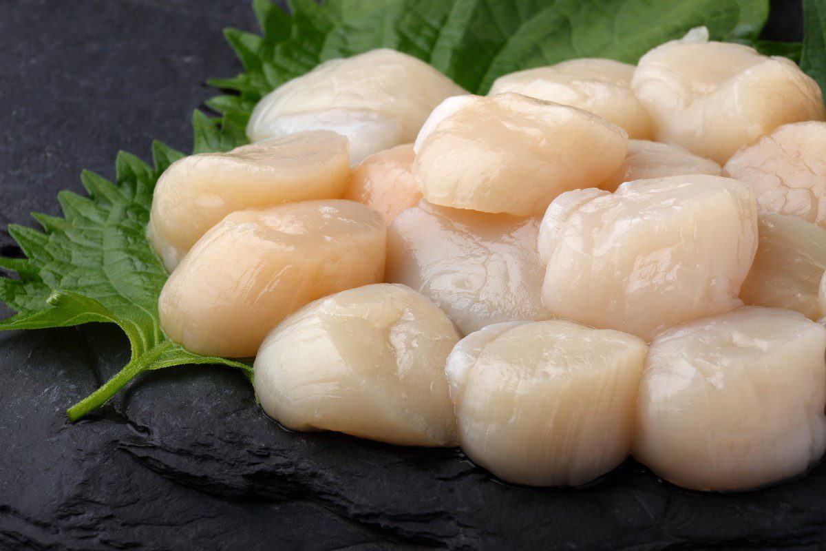 Raw scallops on green leaves, black background.