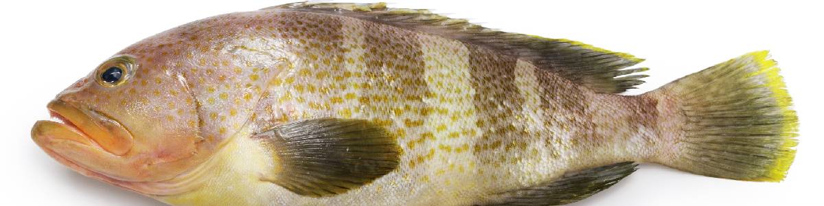 Spotted fish with striped pattern and fins.