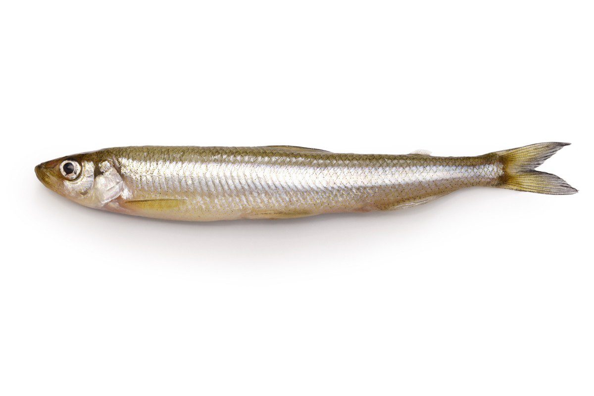Fresh smelt fish on white background.