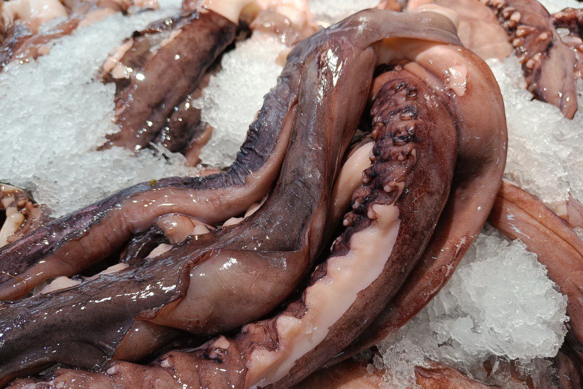 Squid on ice at a seafood market.