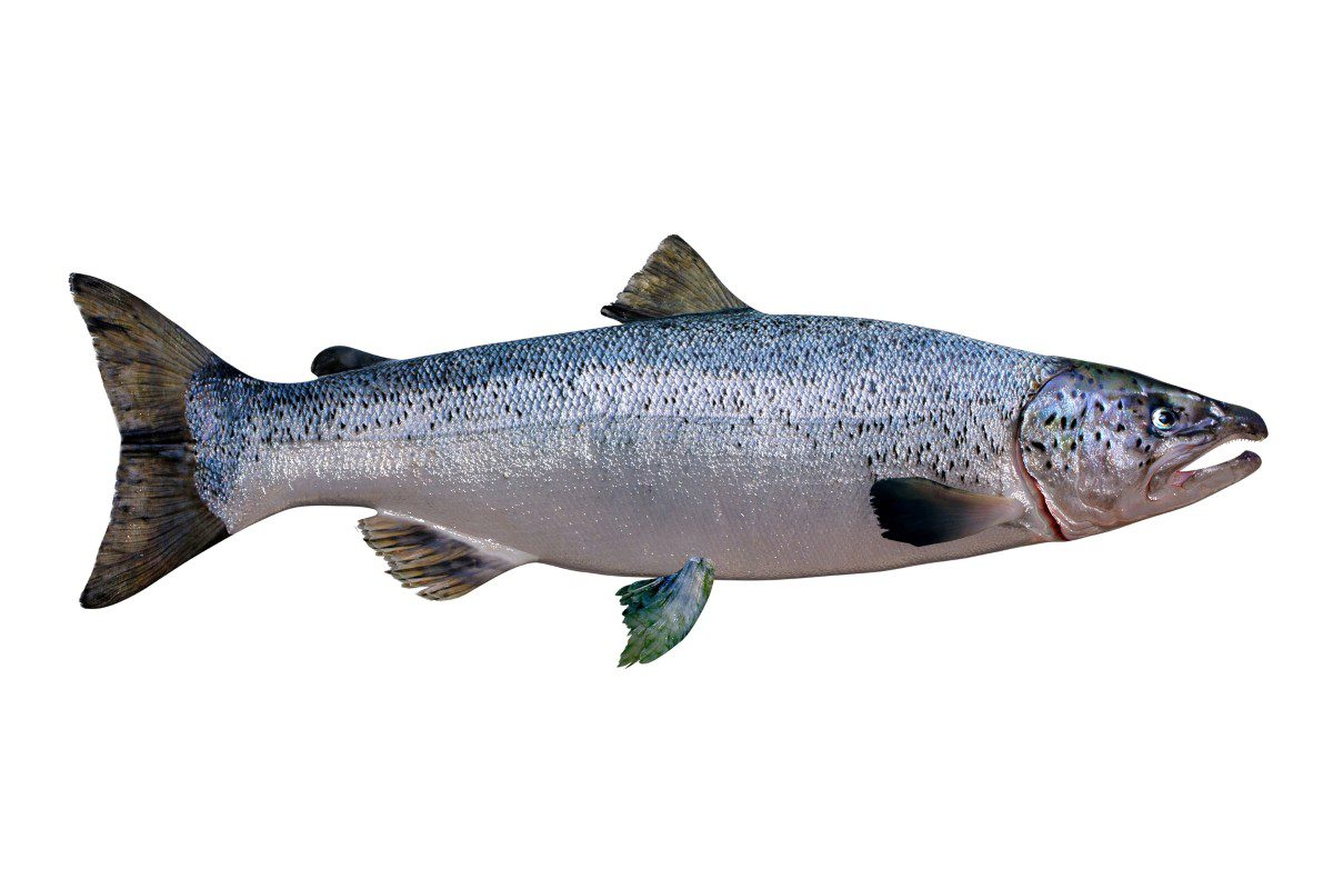 Silver fish with speckled scales and fins.