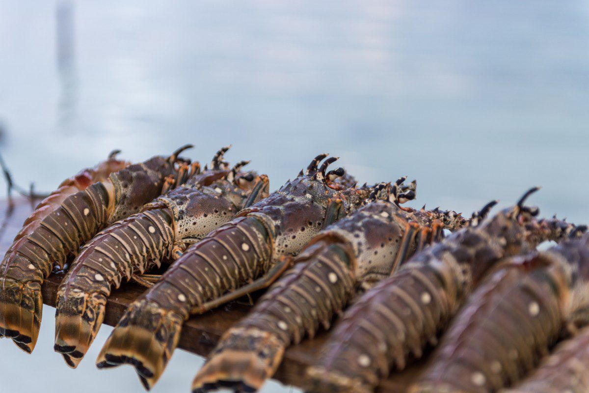 Lobster tails lined up on a board.