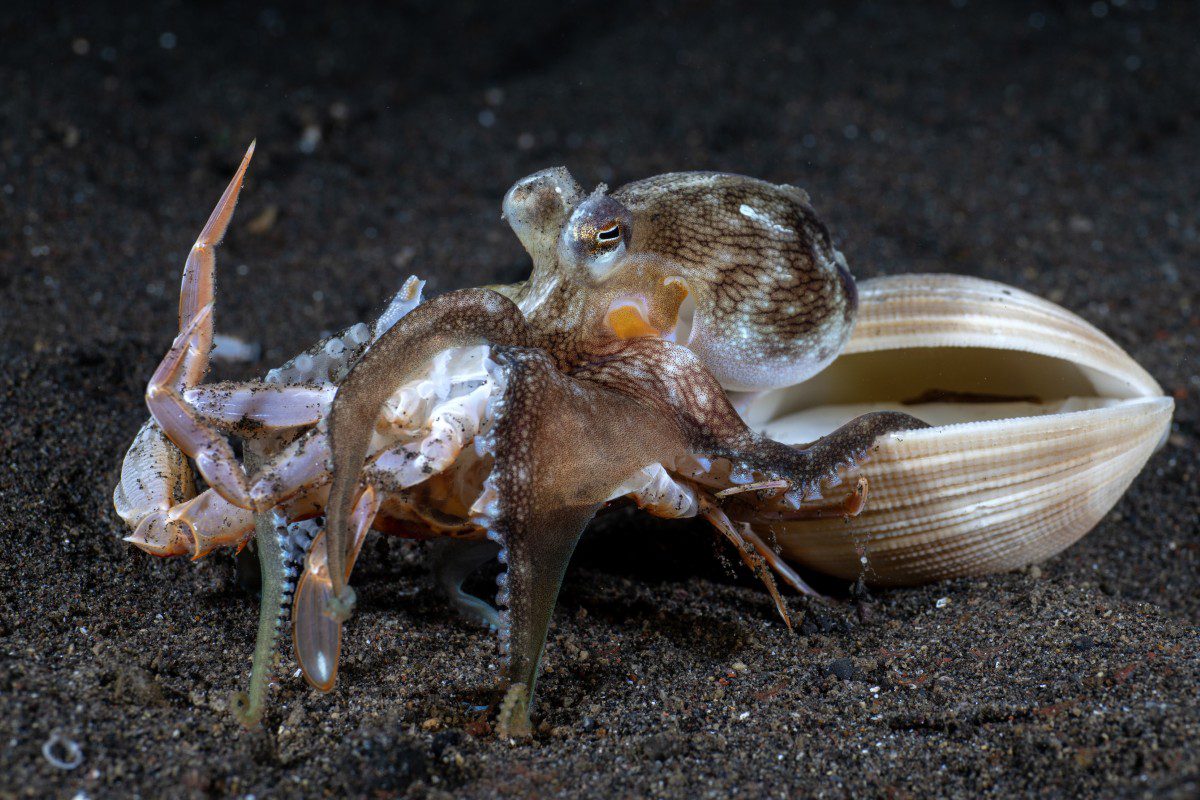 Octopus with crab near a seashell underwater.