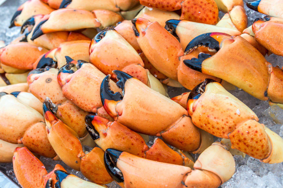 Stone crab claws on ice display.