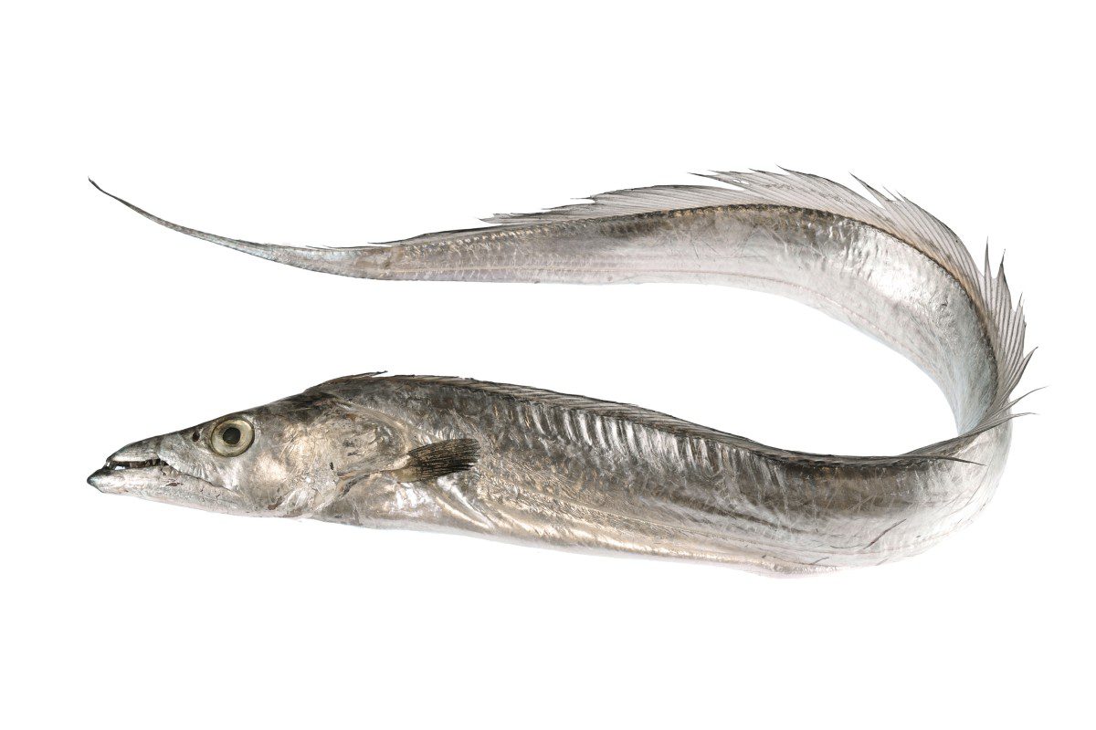 Silver ribbonfish on white background.