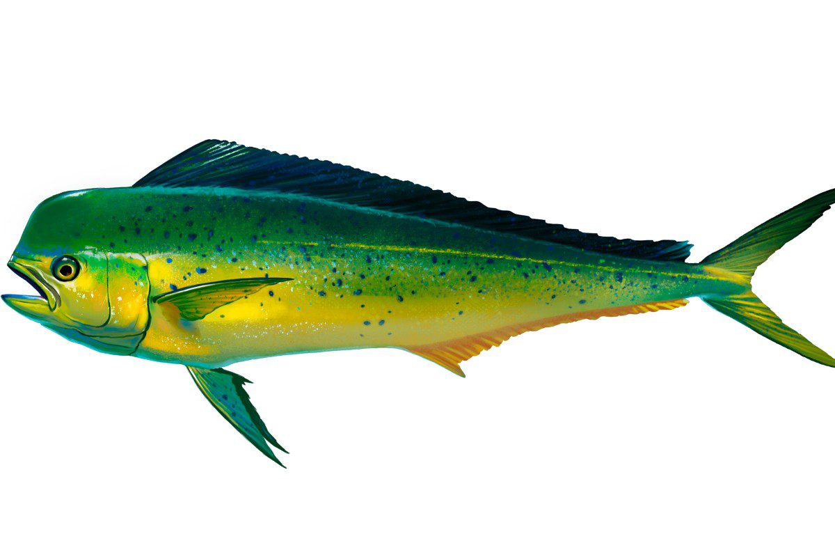Colorful mahi-mahi fish illustration.