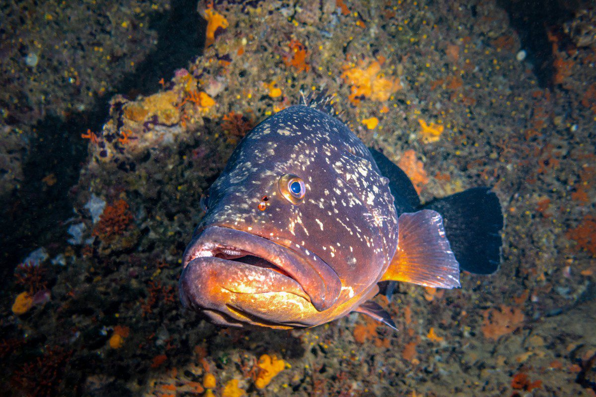 Colorful fish swimming near coral reef.