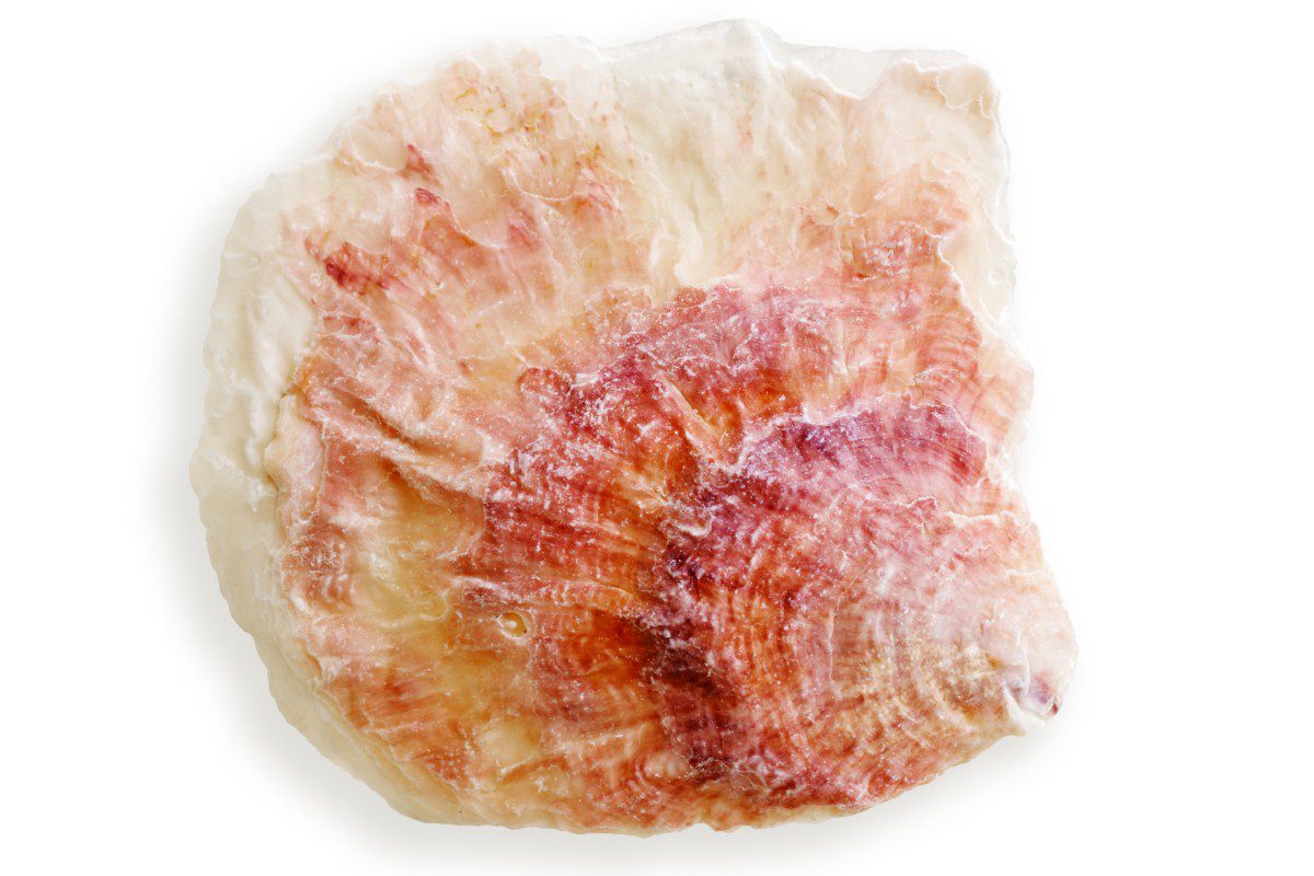 Translucent red and white fish scale.