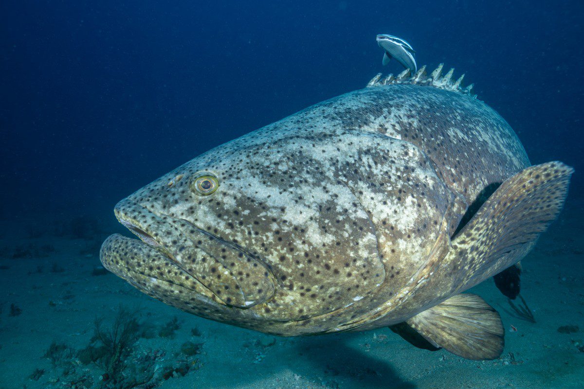 Large fish swimming underwater with remora attached.