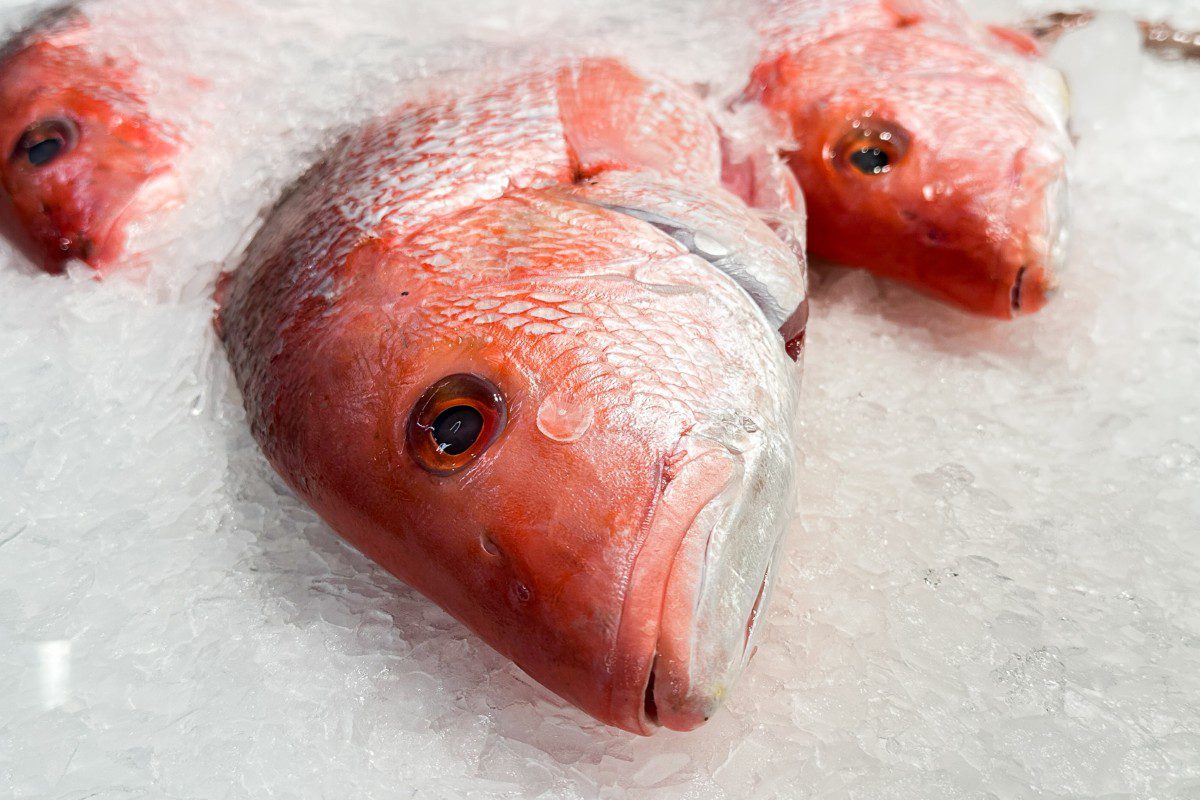 Red snapper fish on ice display.