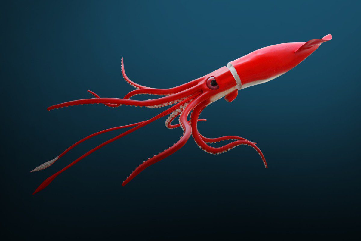 Red squid swimming in deep blue ocean.