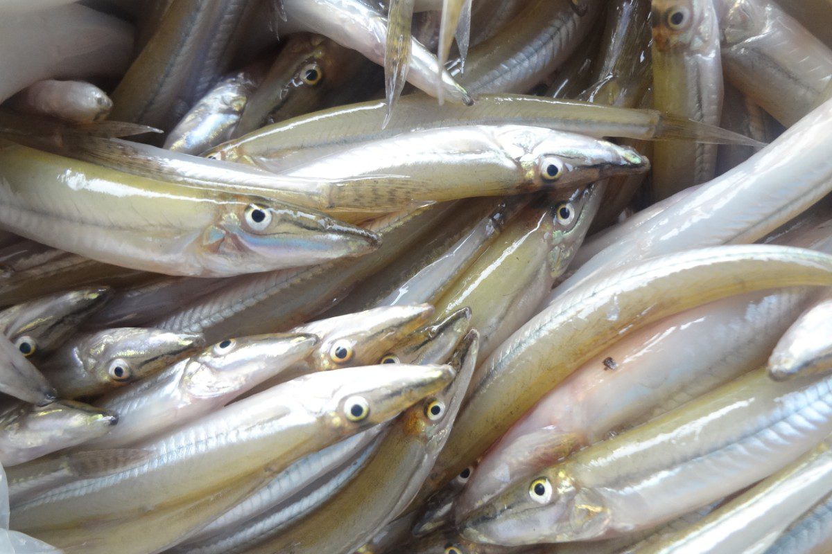 Several small fish closely packed together.