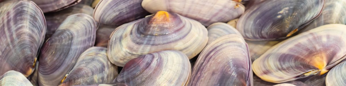 Close-up of colorful clams in pile.