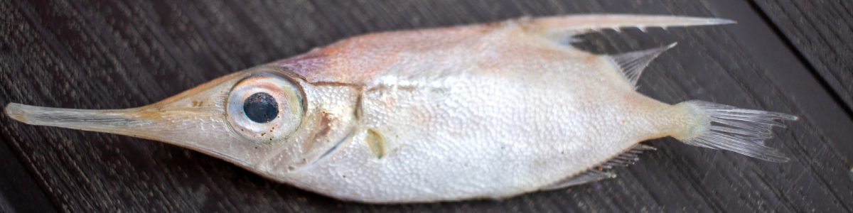 Long-nosed fish on dark wooden surface.