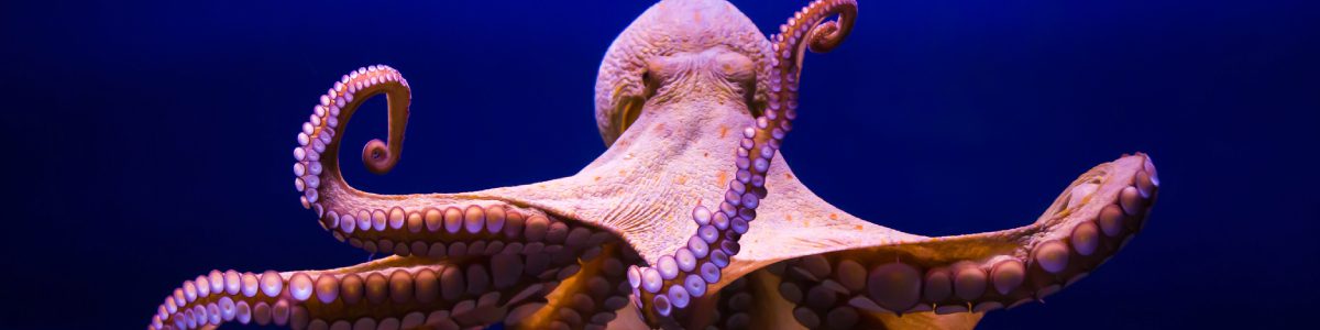 Octopus with outstretched tentacles against blue background.