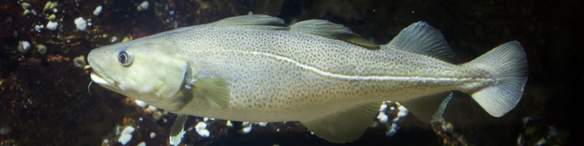 Fish swimming underwater with dark background.