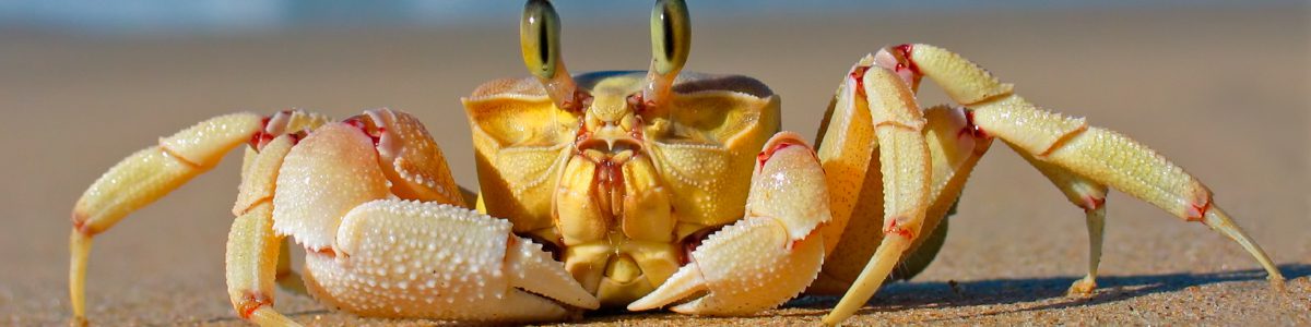 Yellow crab on sandy beach close-up.
