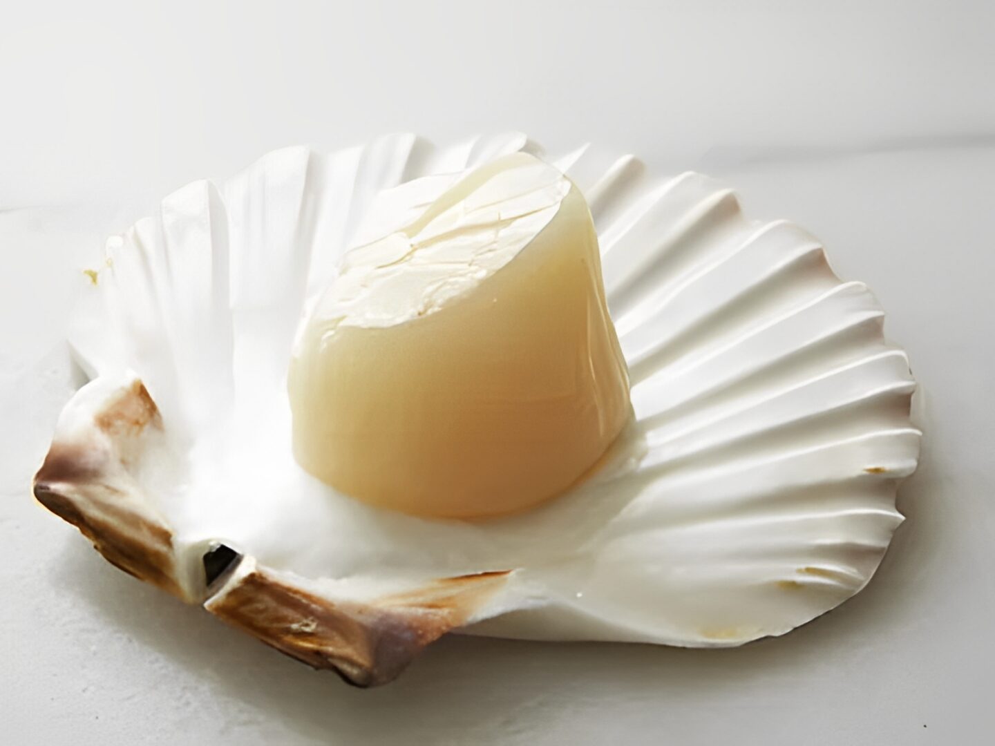 Scallop on a shell, white background.