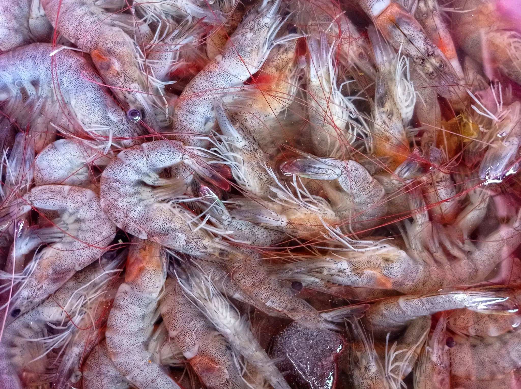 A pile of fresh raw shrimp with translucent shells.