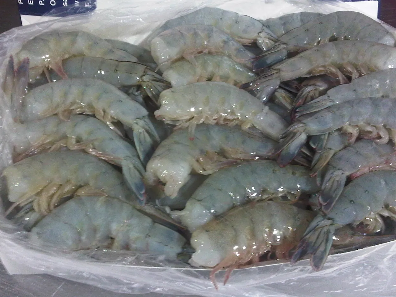 Fresh raw prawns on a plastic sheet.