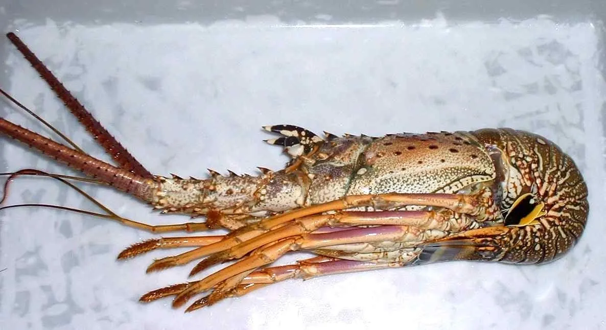 Spiny lobster on a white surface.