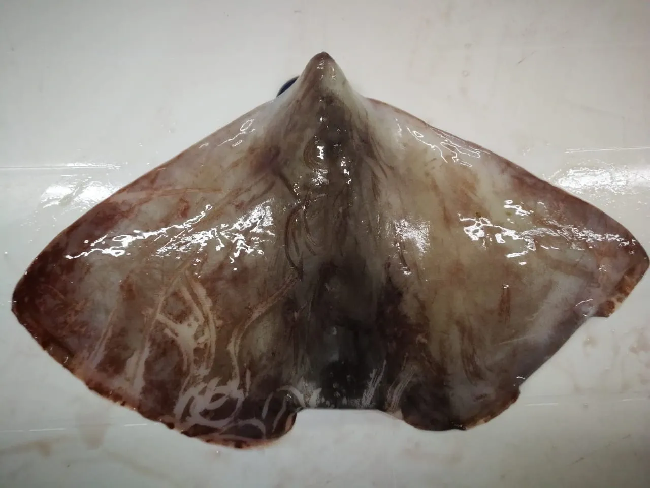 Freshly caught stingray on white surface.