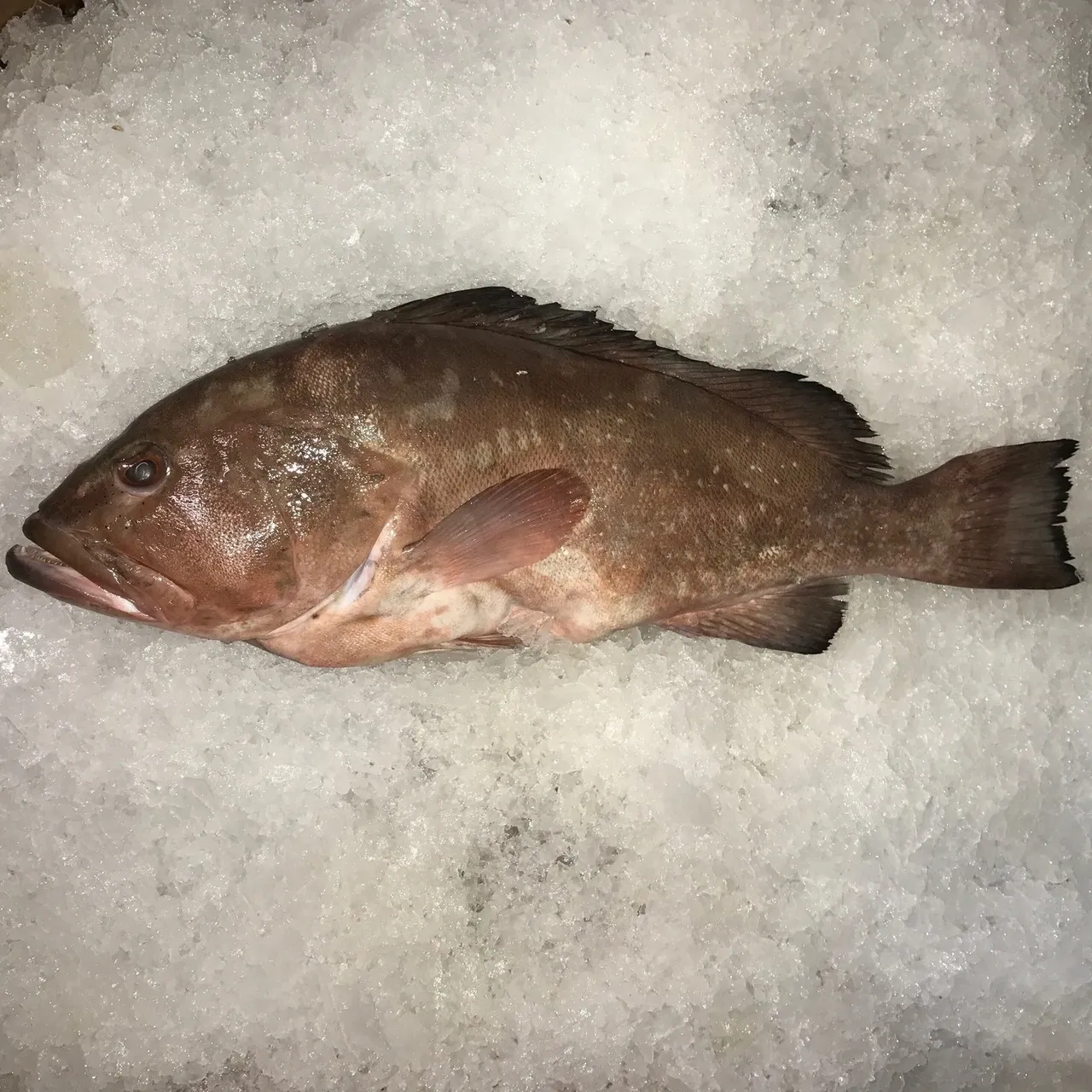 Fish on ice at a market display.