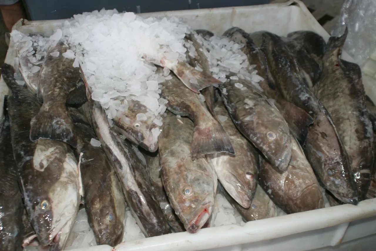 Fish on ice in a white container.