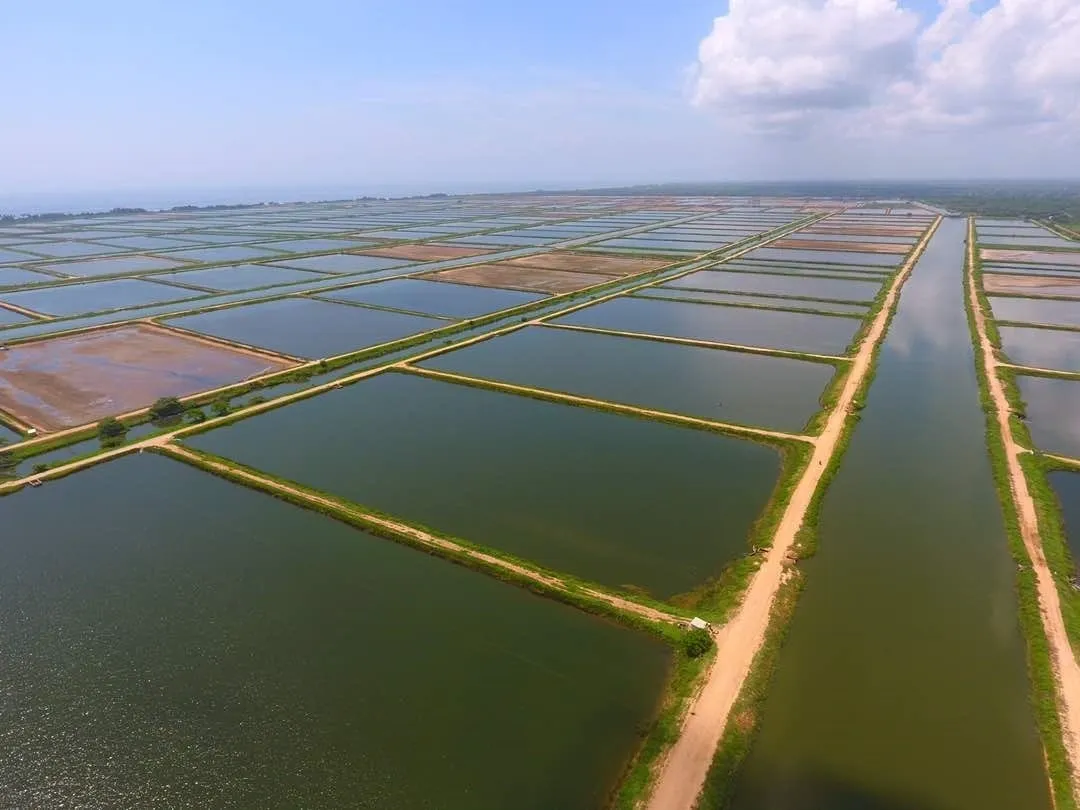 Aerial view of fish or shrimp ponds.