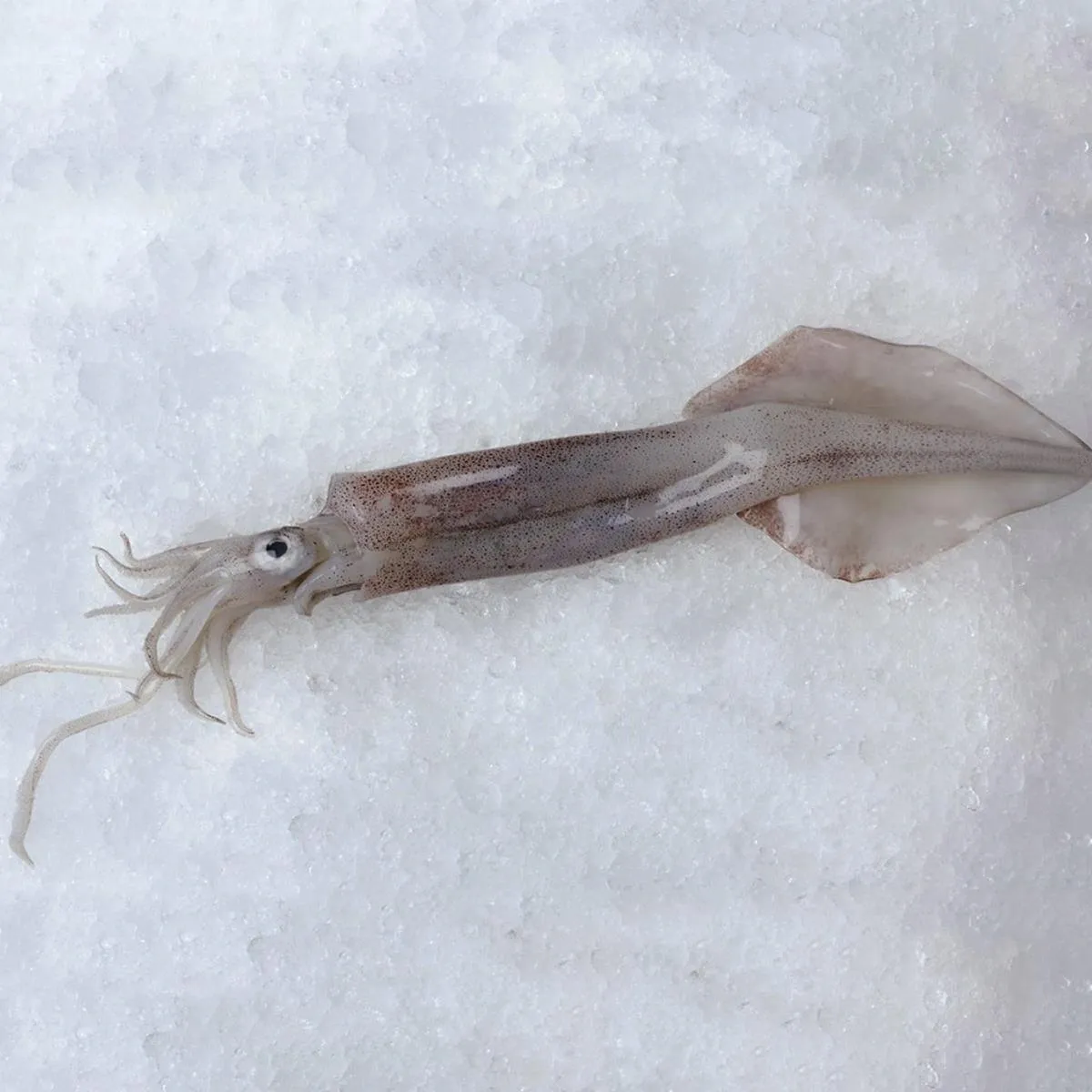 Squid on ice with white background.