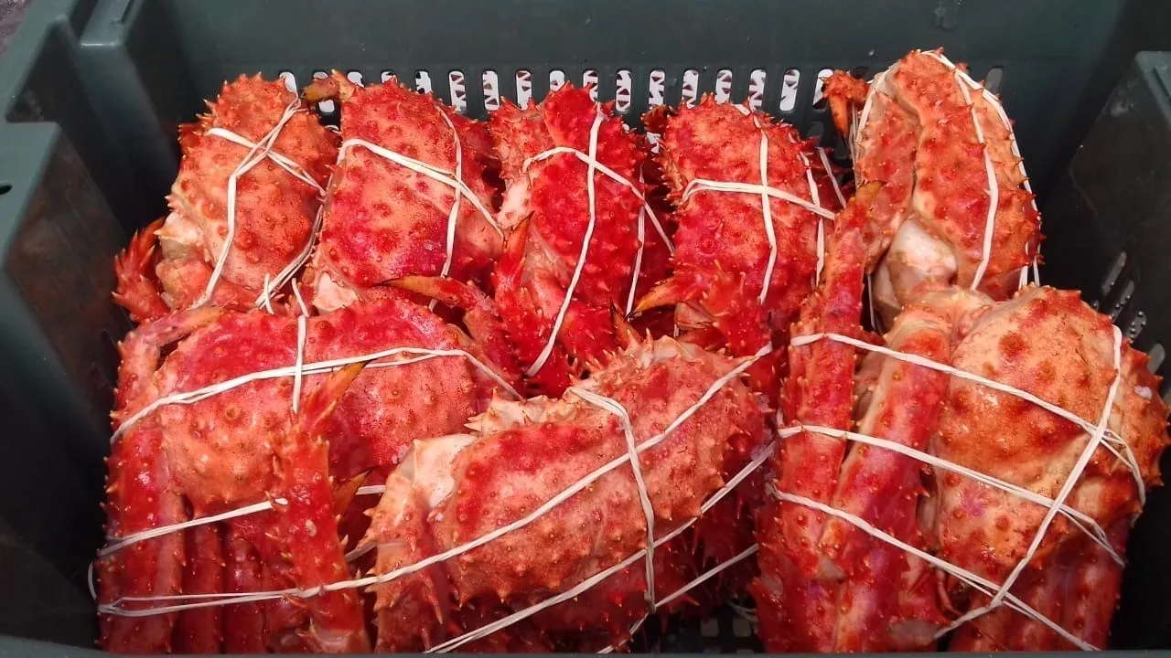 Red crabs tied in a plastic crate.