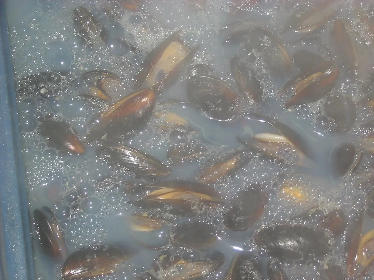 Mussels in soapy water-filled container.