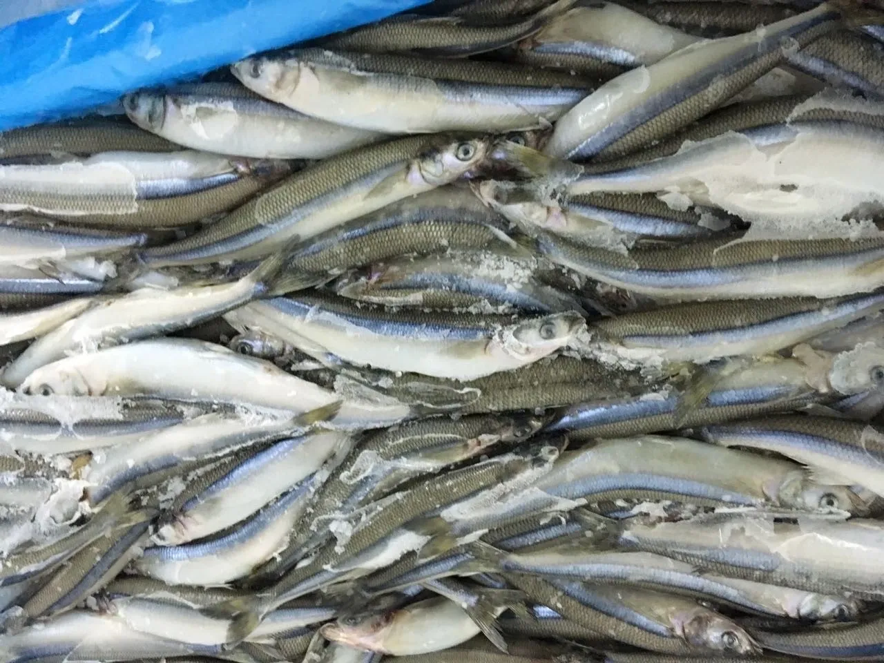 Frozen fish piled in a storage container.