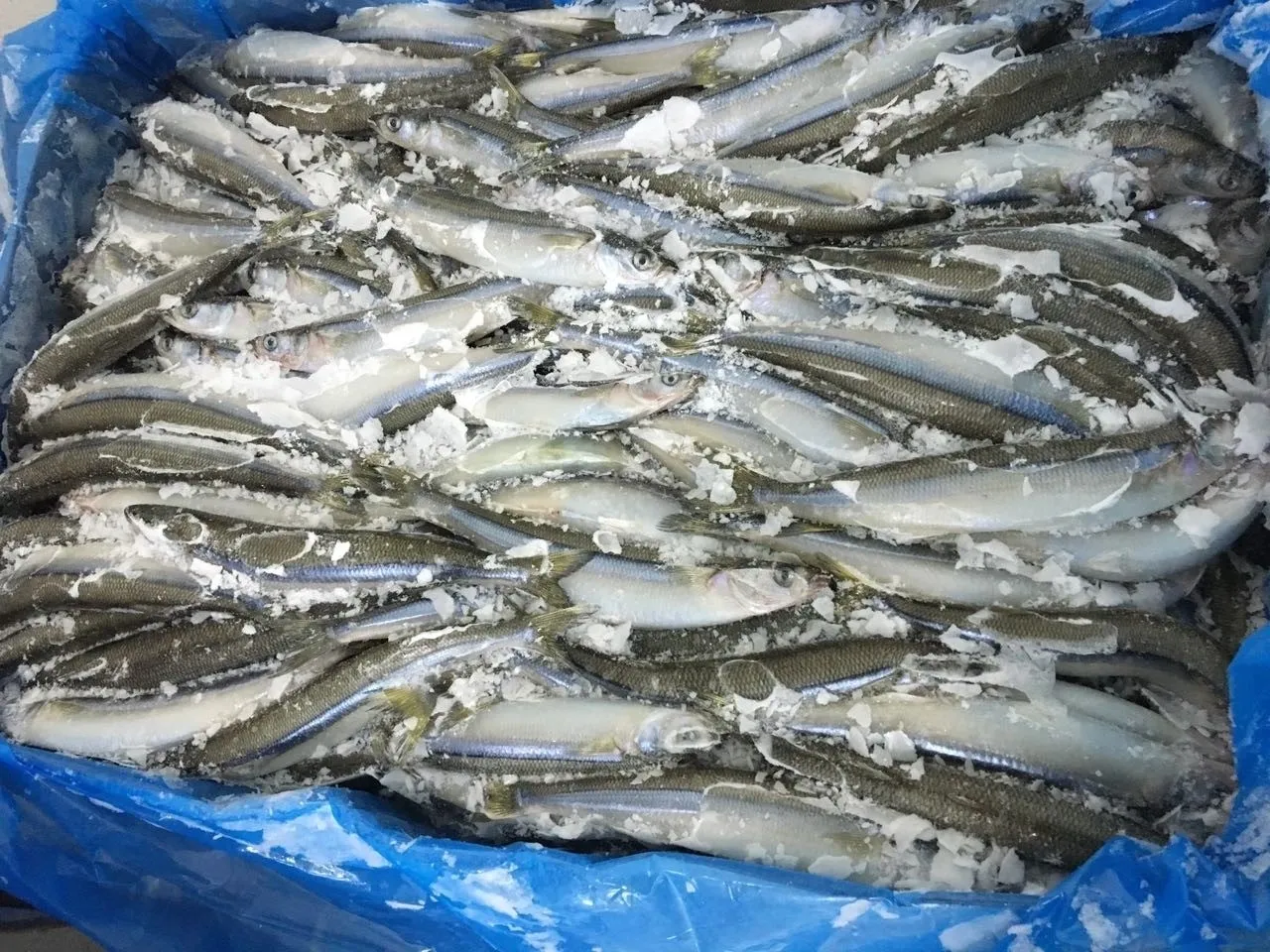 Frozen fish packed in a blue container.