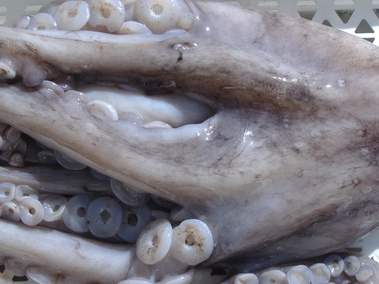 Close-up of octopus tentacles and suckers.