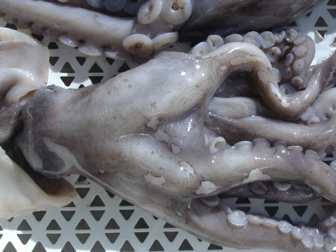 Fresh octopus on white perforated surface.