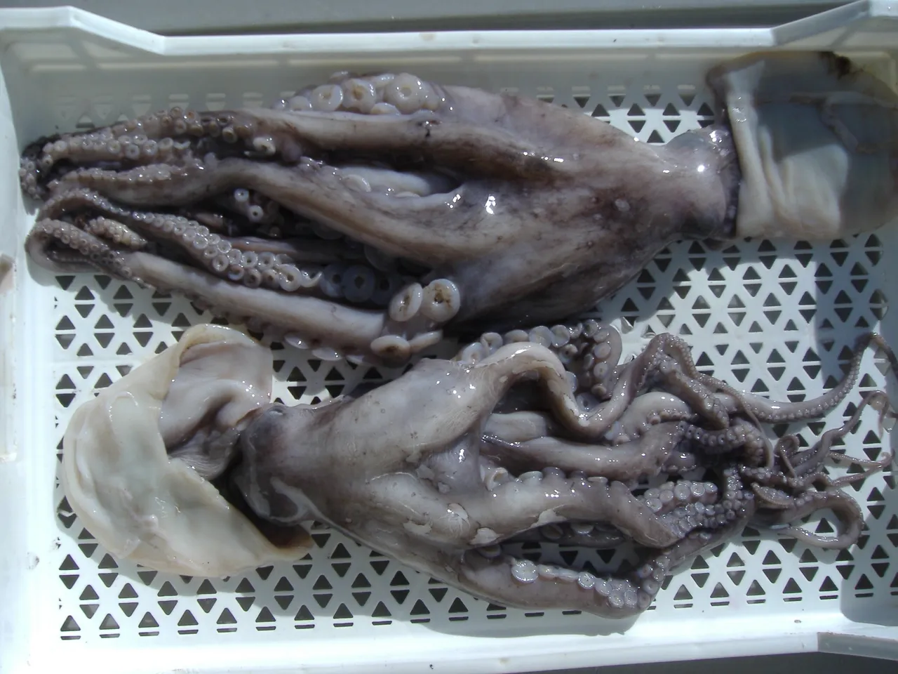 Two octopuses on a white tray.