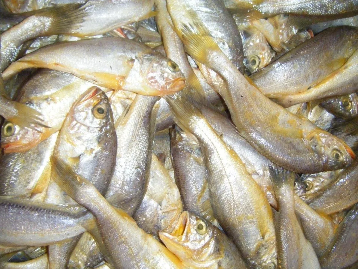 Pile of fresh fish on display.