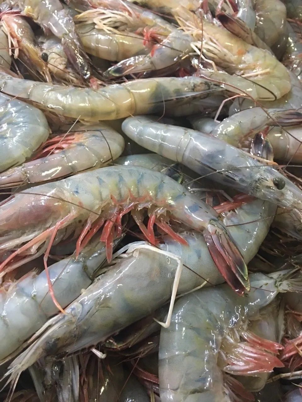 Heap of fresh raw shrimp close-up.