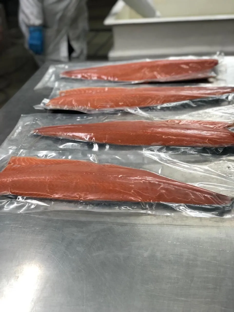 Vacuum-packed salmon fillets on metal table.