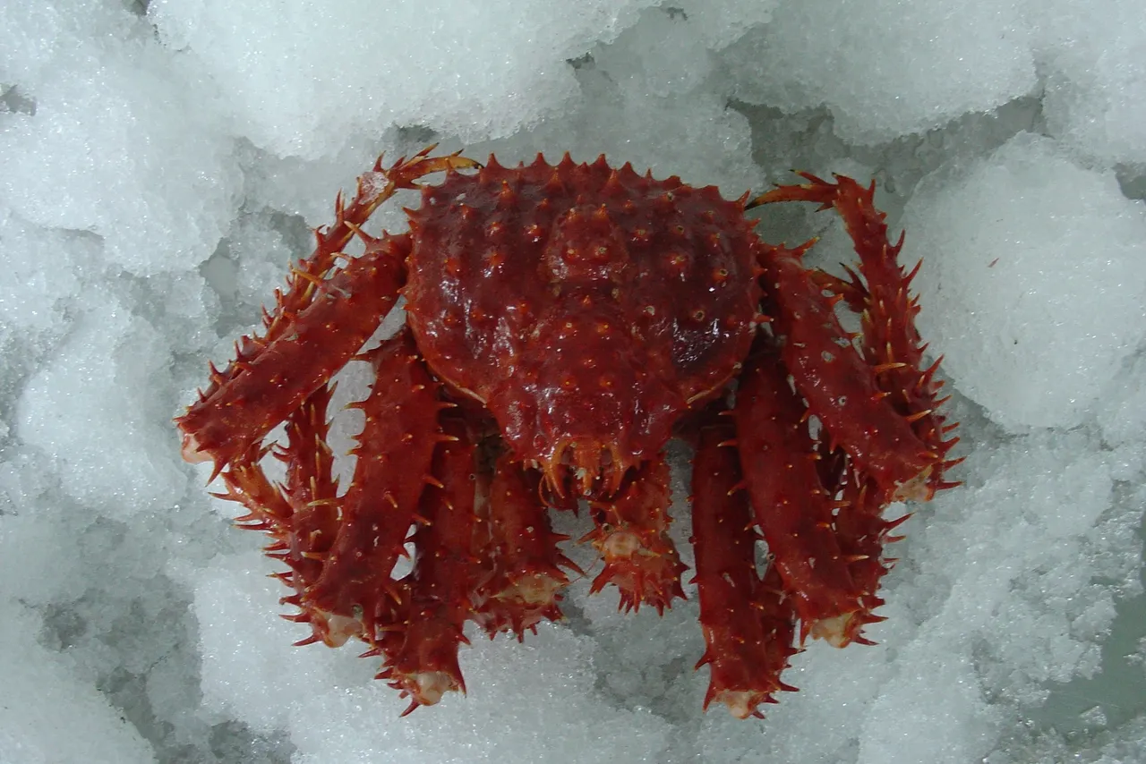 Red spiky crab on crushed ice.
