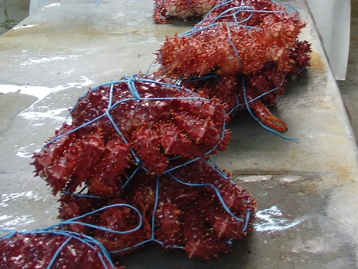 Red king crabs tied with blue strings.