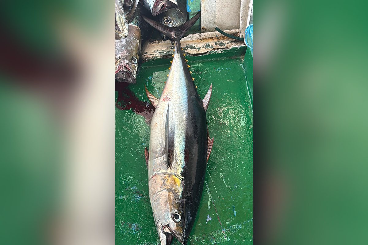 A large fish lying on a green floor inside a boat or dock area.